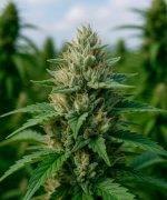 Captain Amnesia