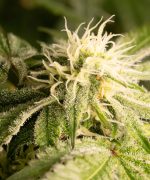 Pineapple Ninja Auto от Cali Gen