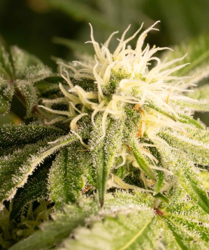 Pineapple Ninja Auto от Cali Gen