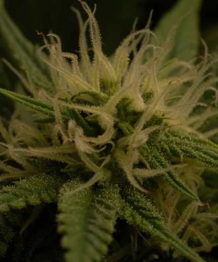 Green Gelato