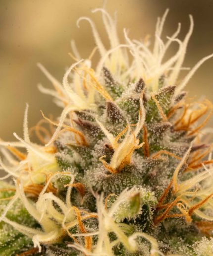 Lemon Shining Silver Haze