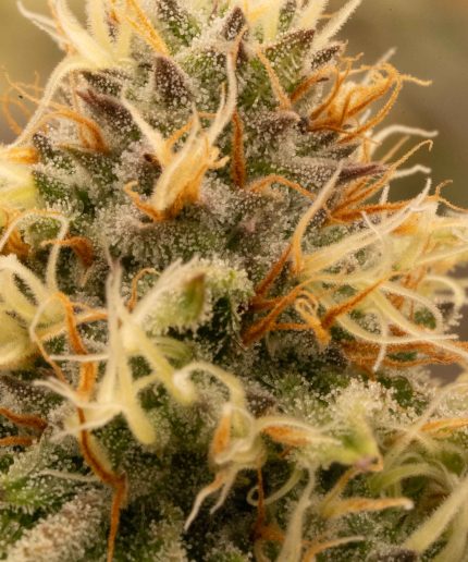 Lemon Shining Silver Haze Купить