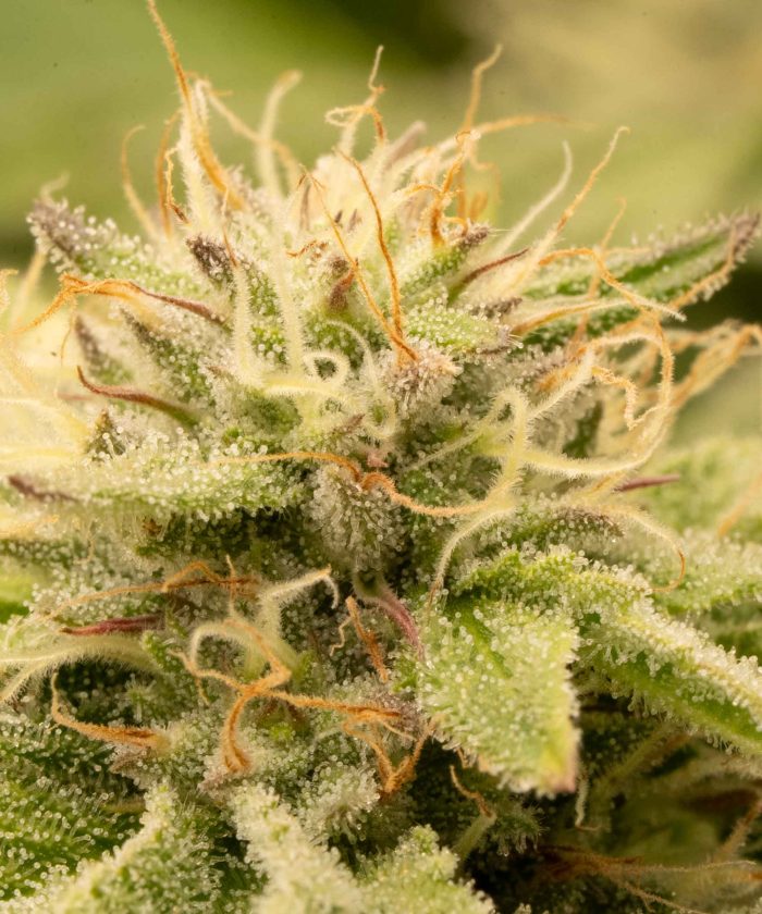Purple Joe LSD Auto