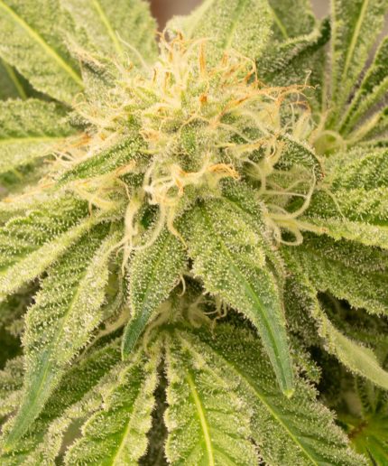 Auto Melonade Runtz от Dutch Passion