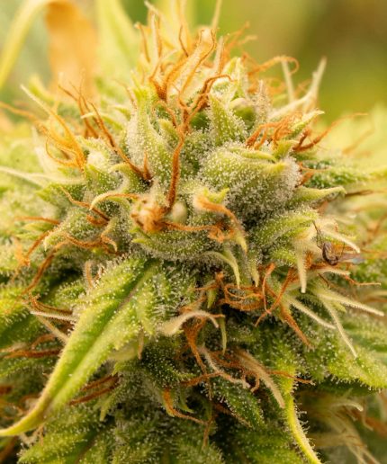 Trainwreck