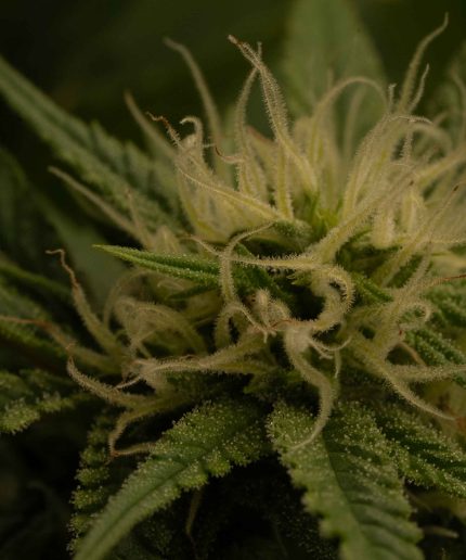 Tropicana Cookies Purple Купить