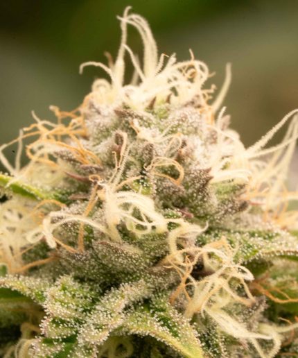 Wedding Cake Auto